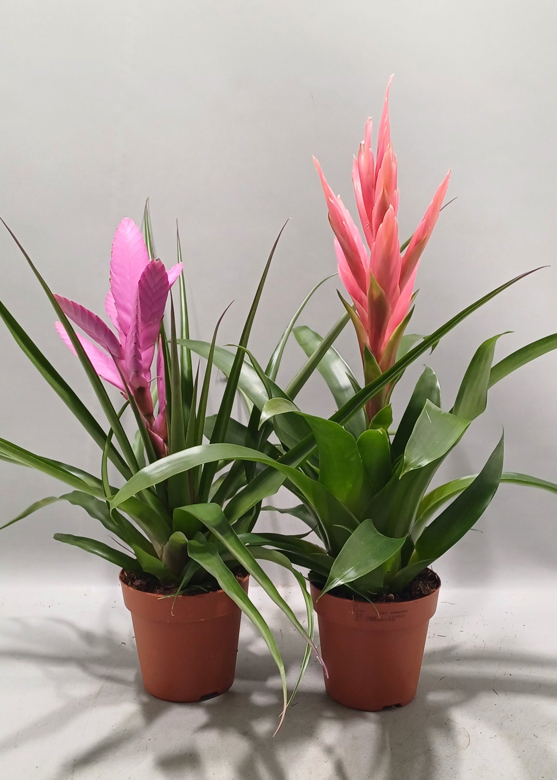 LKP plants Tillandsia mix Pack of 6