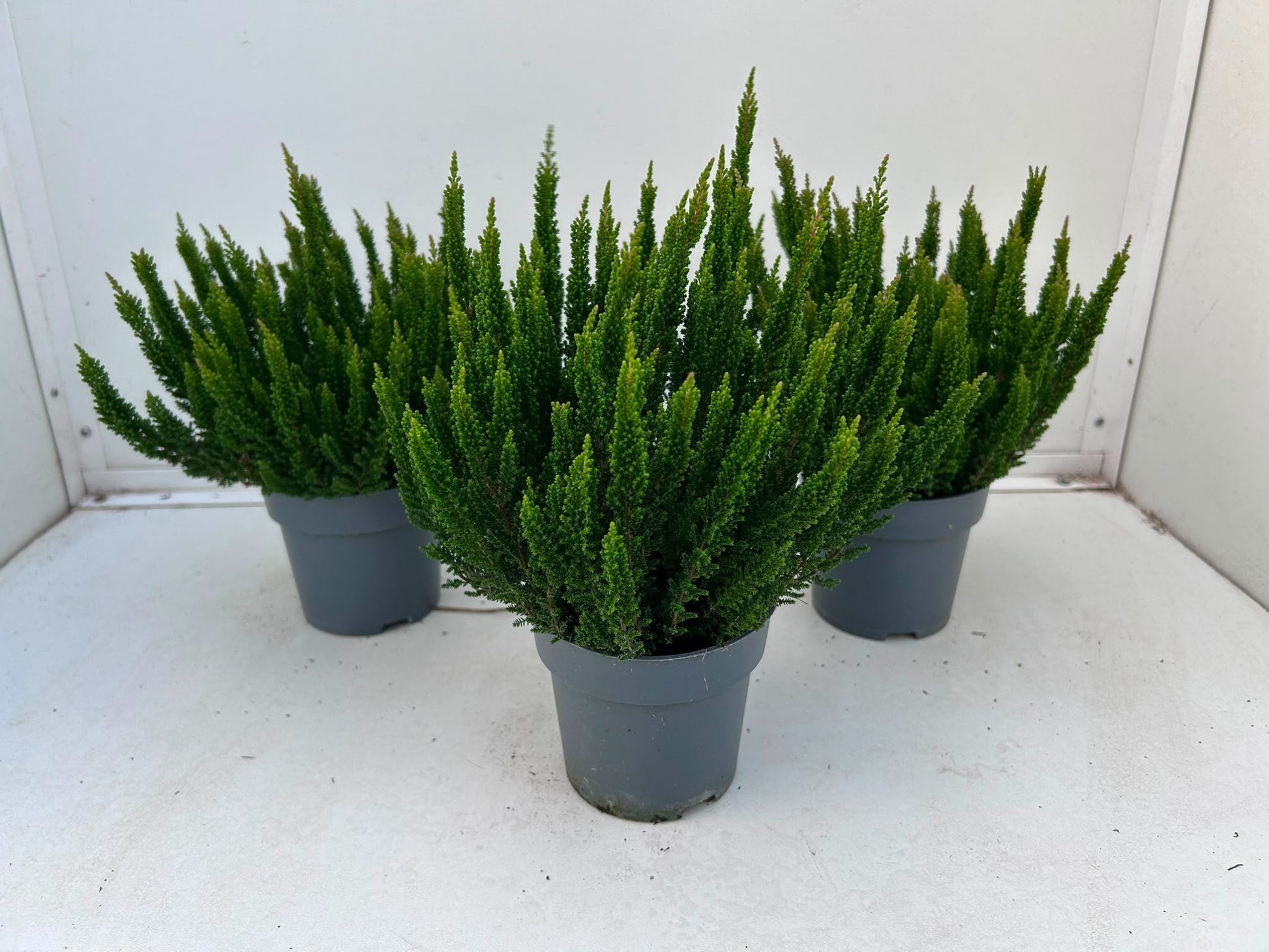 Gartenbau Janshen Gbr Calluna Skyline Stockholm Pack of 10