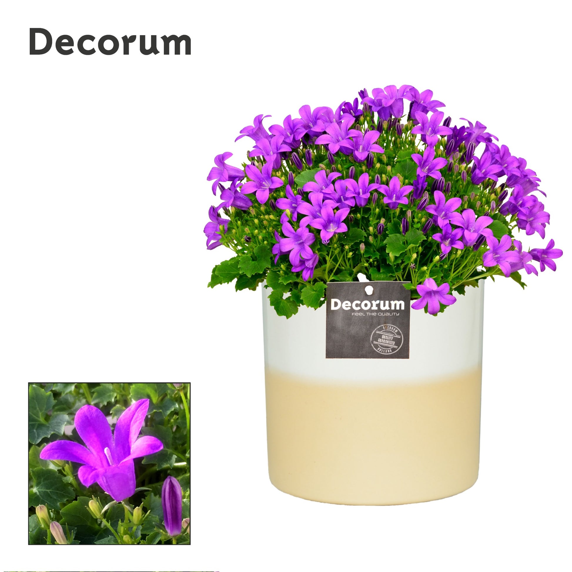 Campanula Porto 22cm 13cm Pot