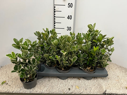 Euonymus Kathy 20cm 10.5cm Pot