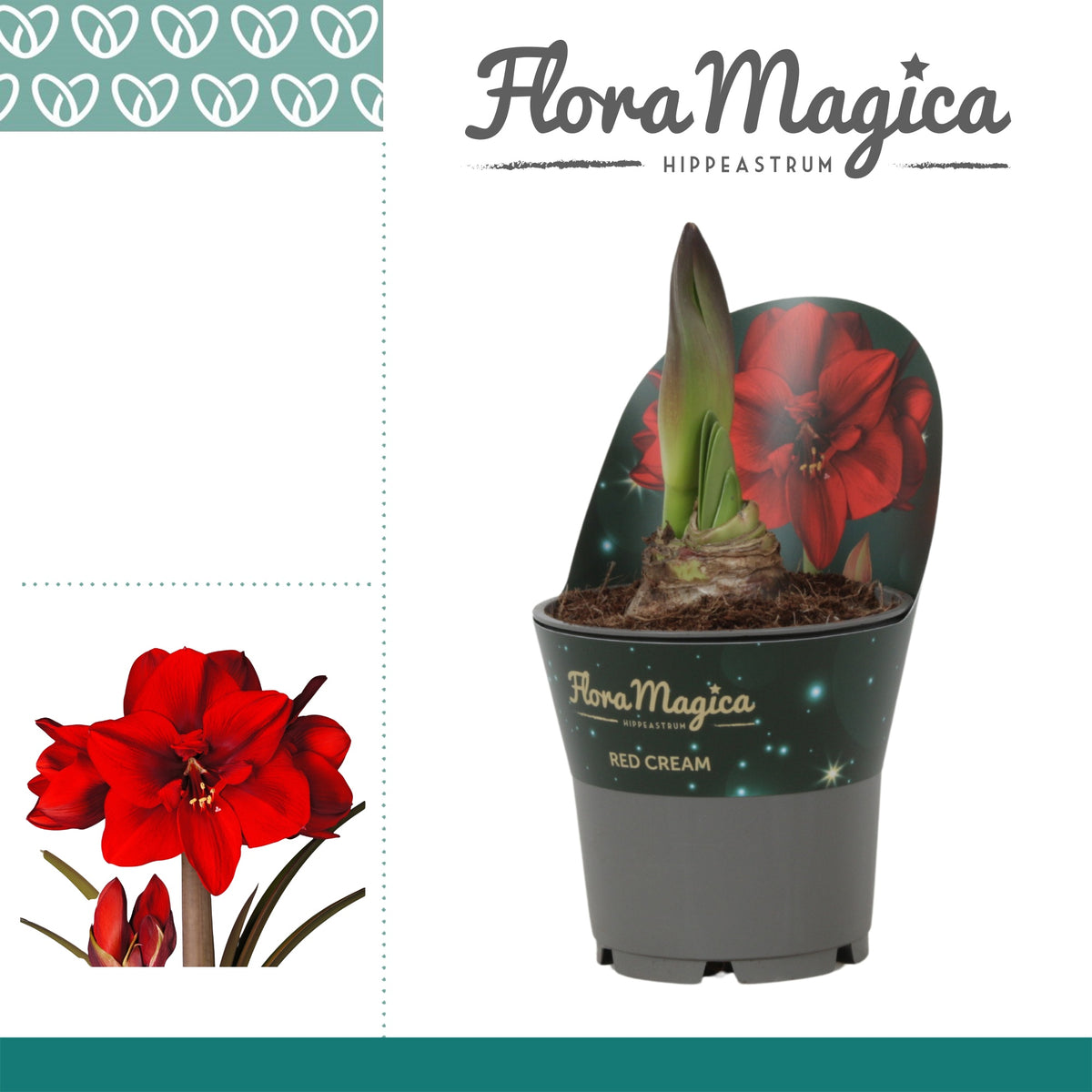 Hippeastrum 25cm 12cm Pot