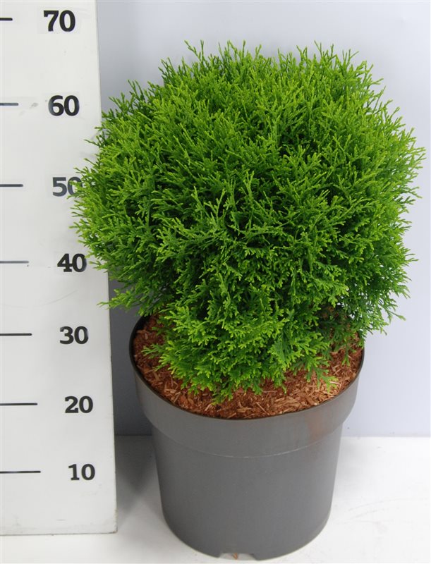 Bloemenkampen BV, Hkw. de Thuja occidentalis Little Giant Pack of 1