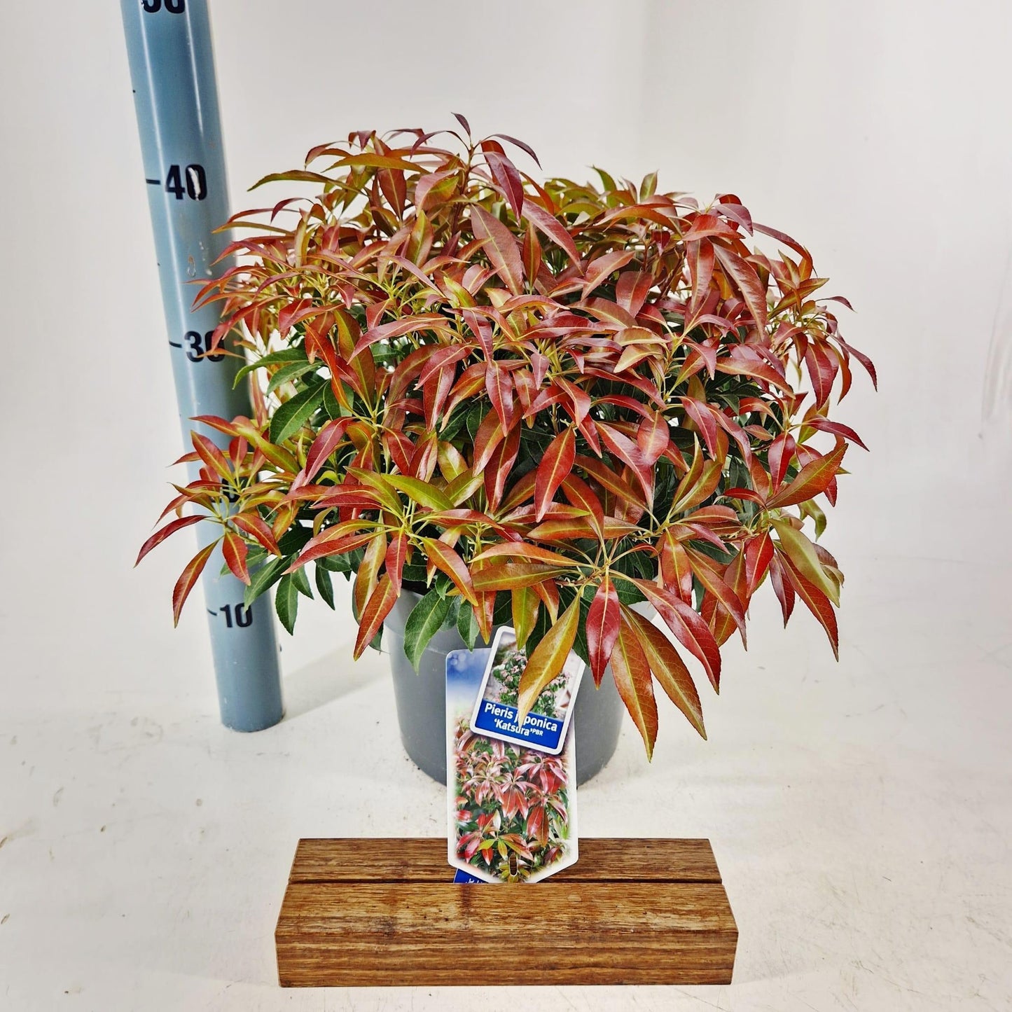 Pieris japonica Katsura 40cm 23cm Pot