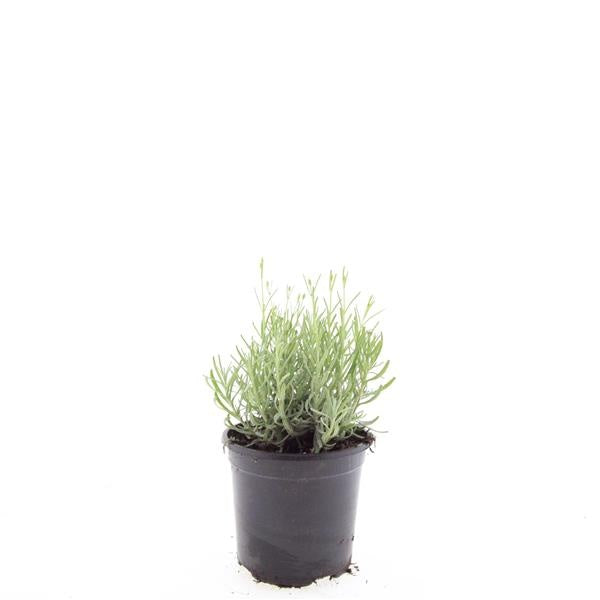 Boer, W.T.M. de Lavandula Hidcote Pack of 8