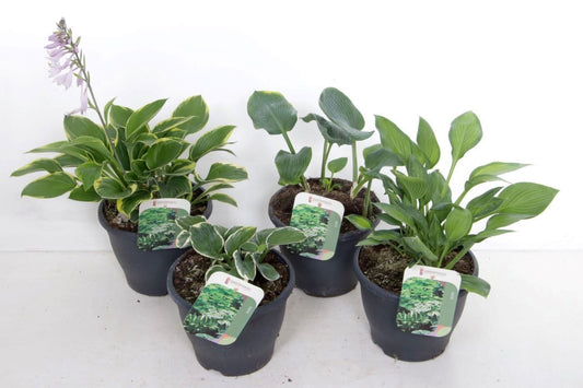 Hosta mix 60cm 23cm Pot