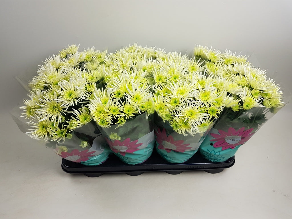 Chrysanthemum Anansi White 27cm 14cm Pot