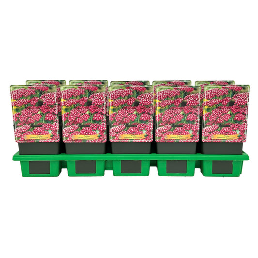Achillea mil. Summerwine 25cm 11cm Pot