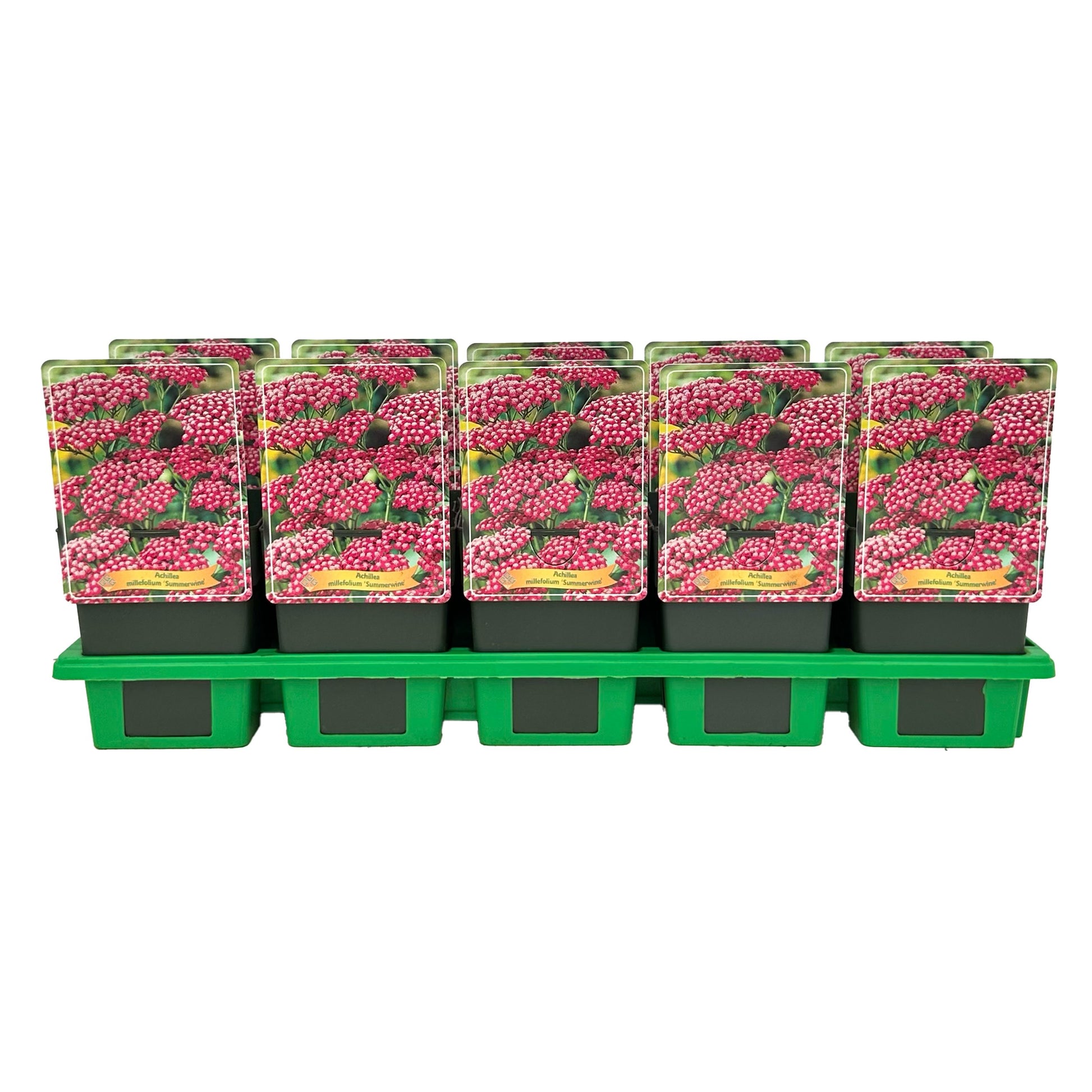 Gebr. Griffioen Achillea mil. Summerwine Pack of 10
