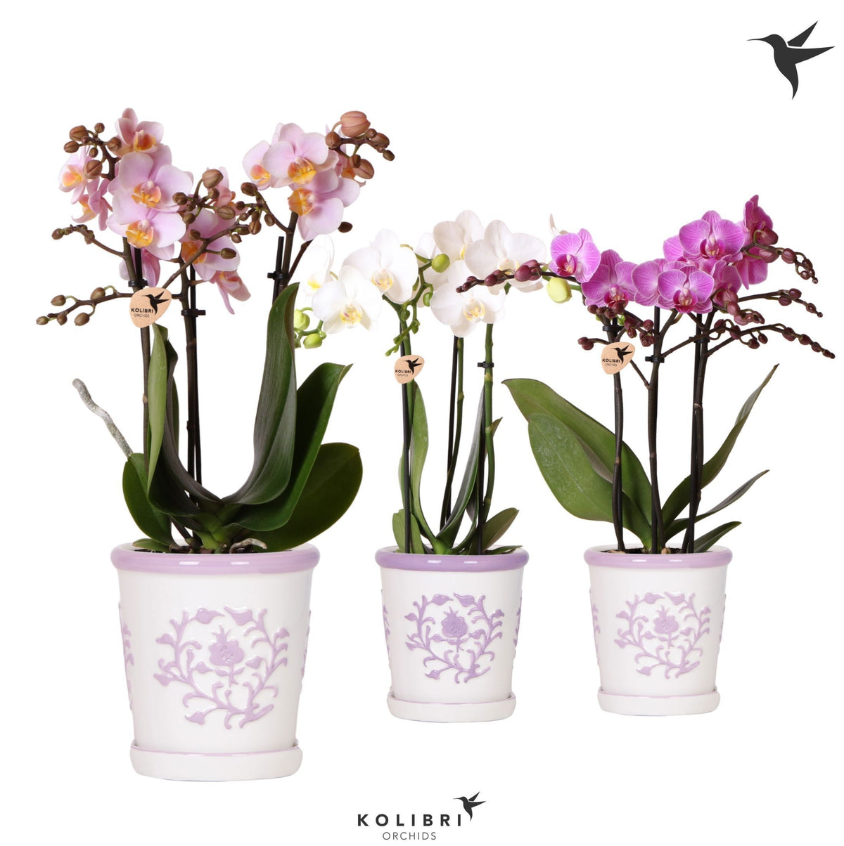 Phalaenopsis mix 40cm 9cm Pot