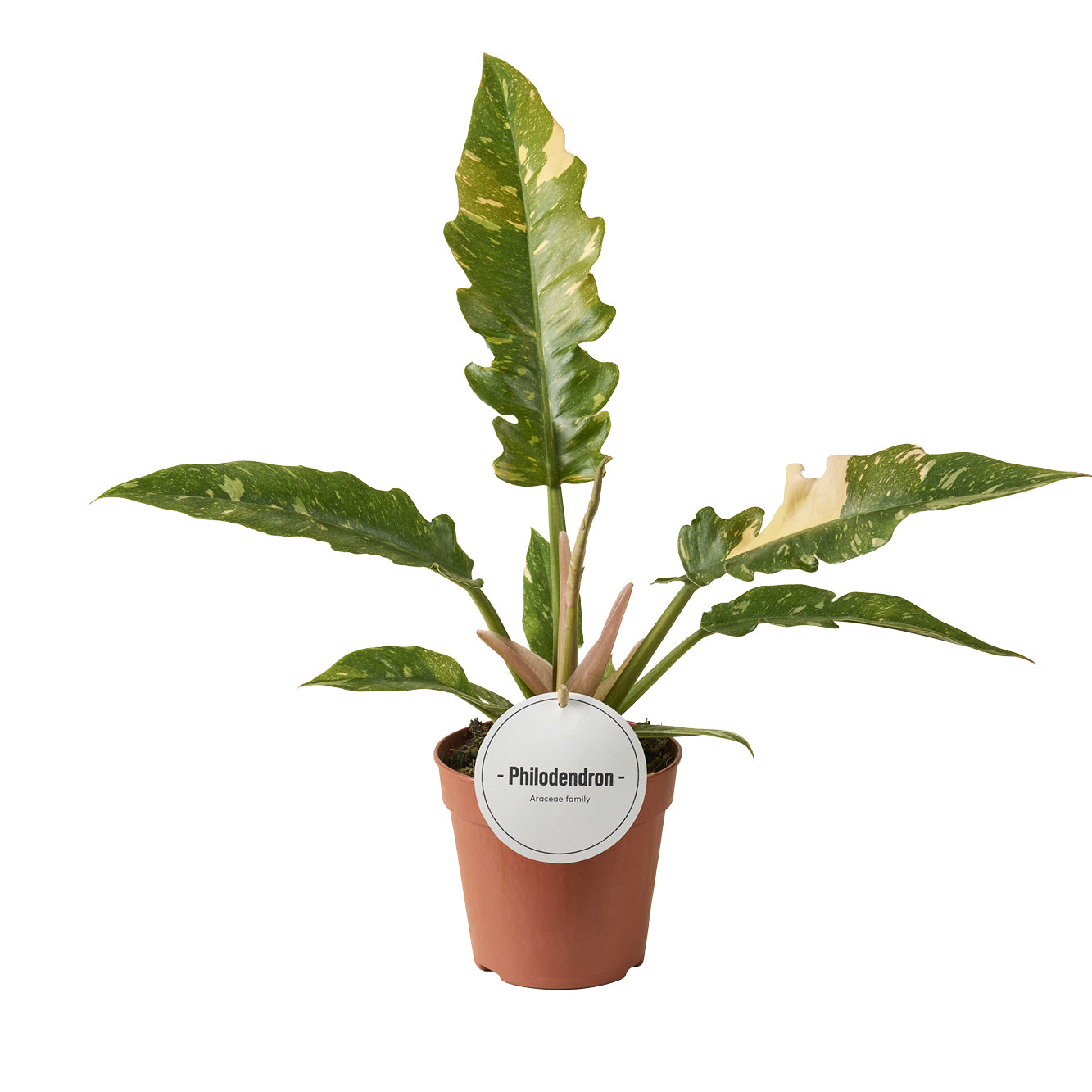 Philodendron scandens 40cm 12cm Pot