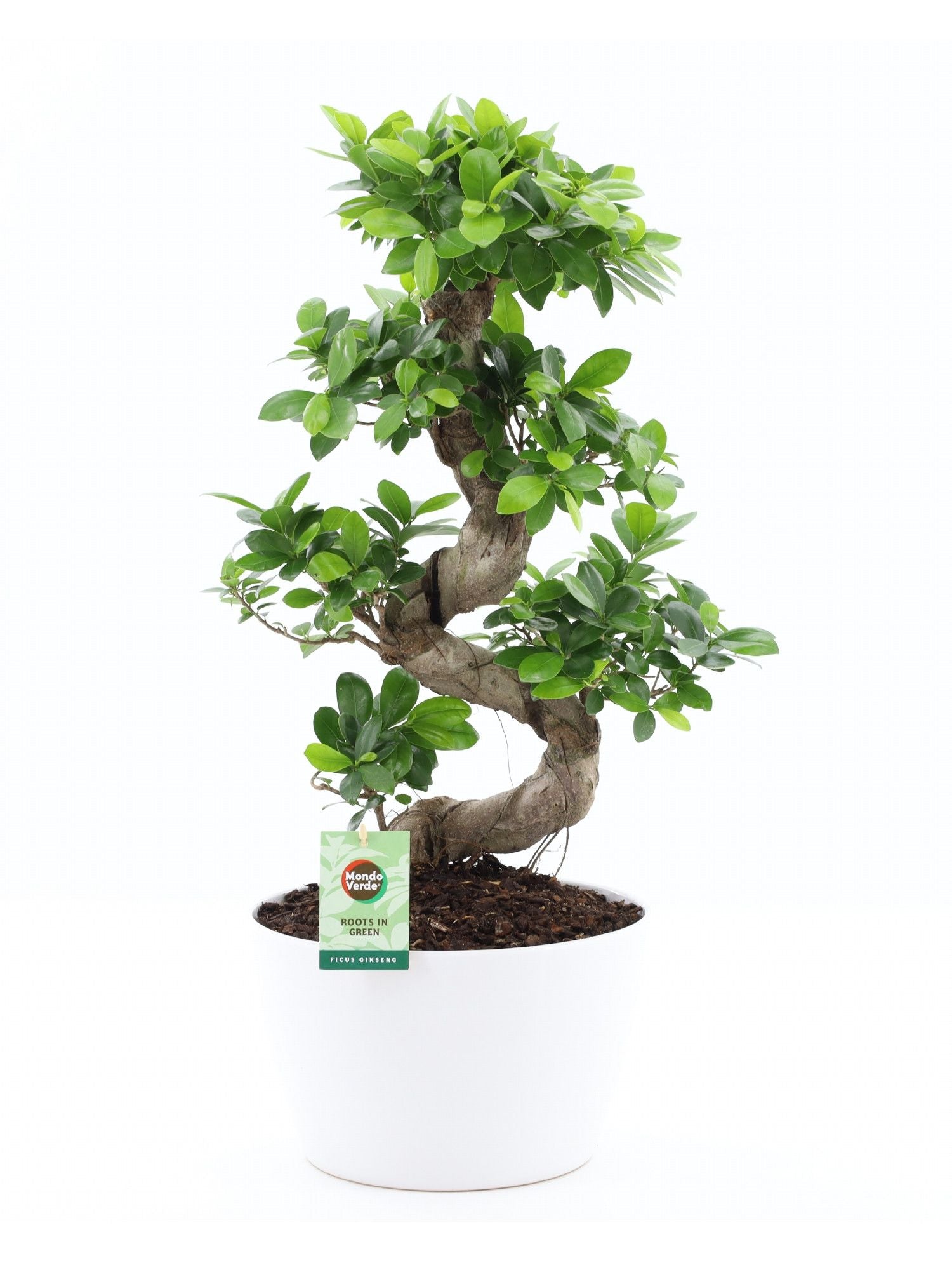 Ficus Ginseng 75cm 28cm Pot