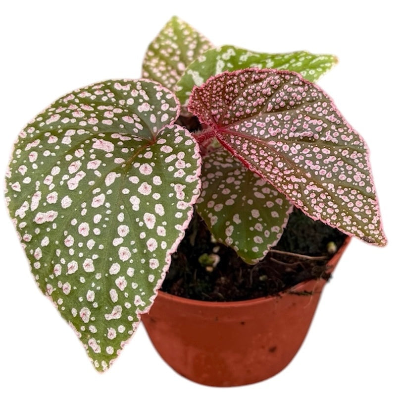 Begonia Cottage Bright Red 12cm 8cm Pot