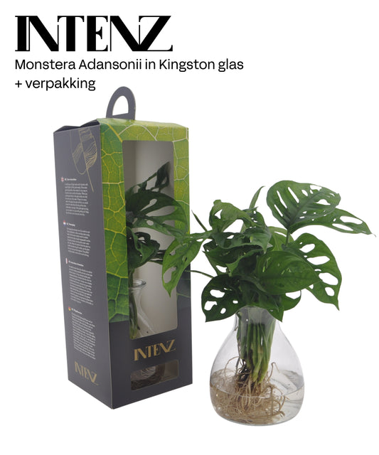 VDE plant BV Monstera adansonii Pack of 6