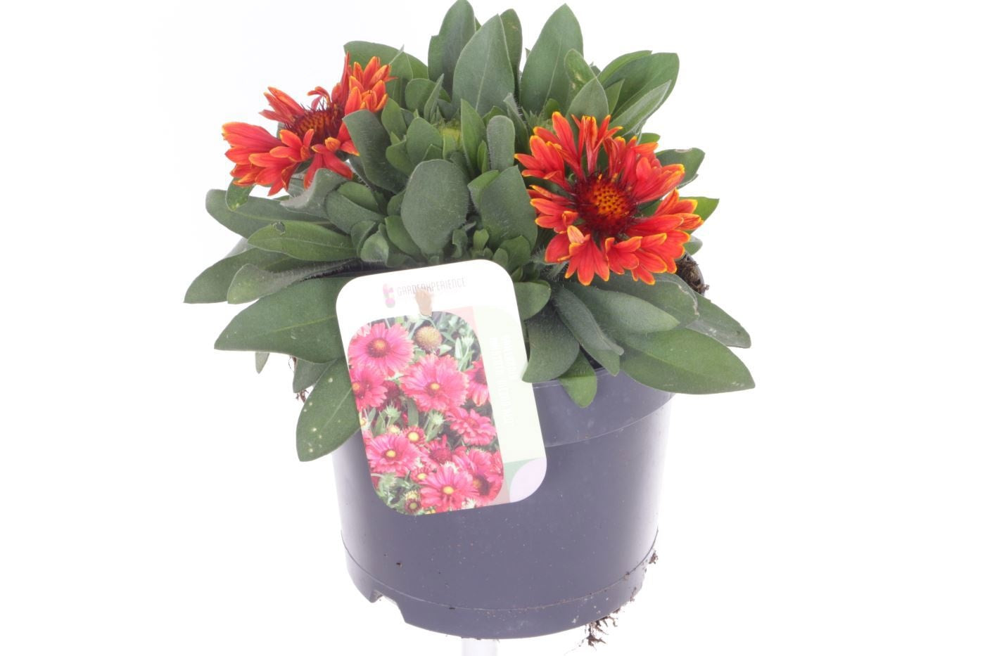 Gaillardia mix 25cm 17cm Pot