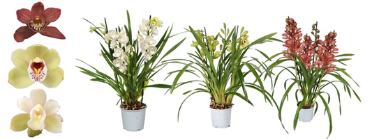Cymbidium mix 50cm 12cm Pot