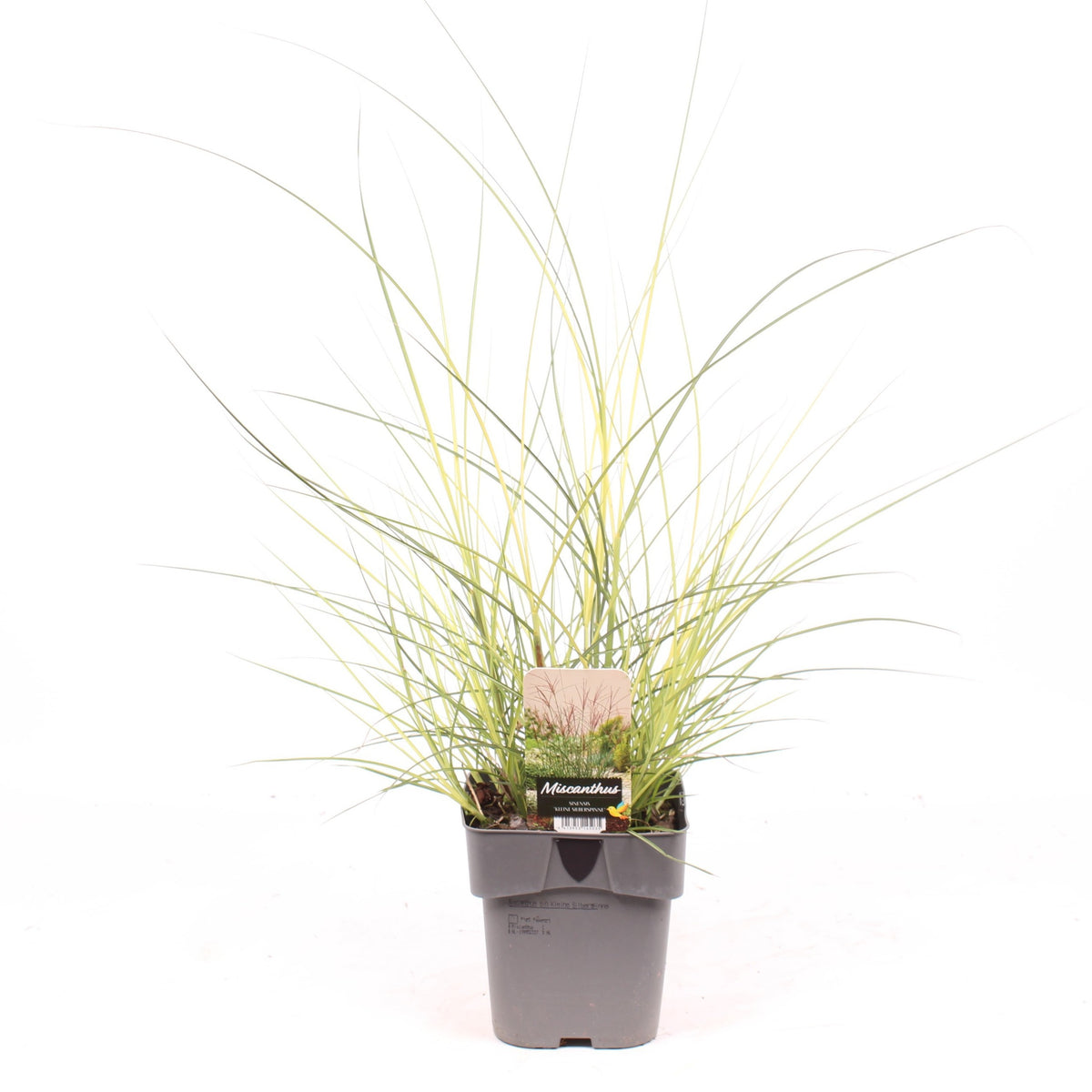 Miscanthus Kleine Silberspinne 35cm 17cm Pot