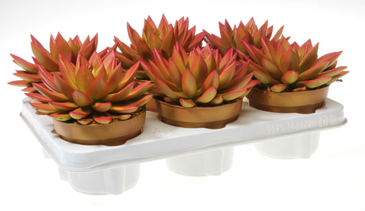 Euro Cactus Holland Bv Rainbow zalm Pack of 6