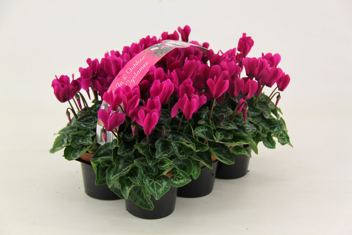 Cyclamen Verano Mix 15cm 9cm Pot