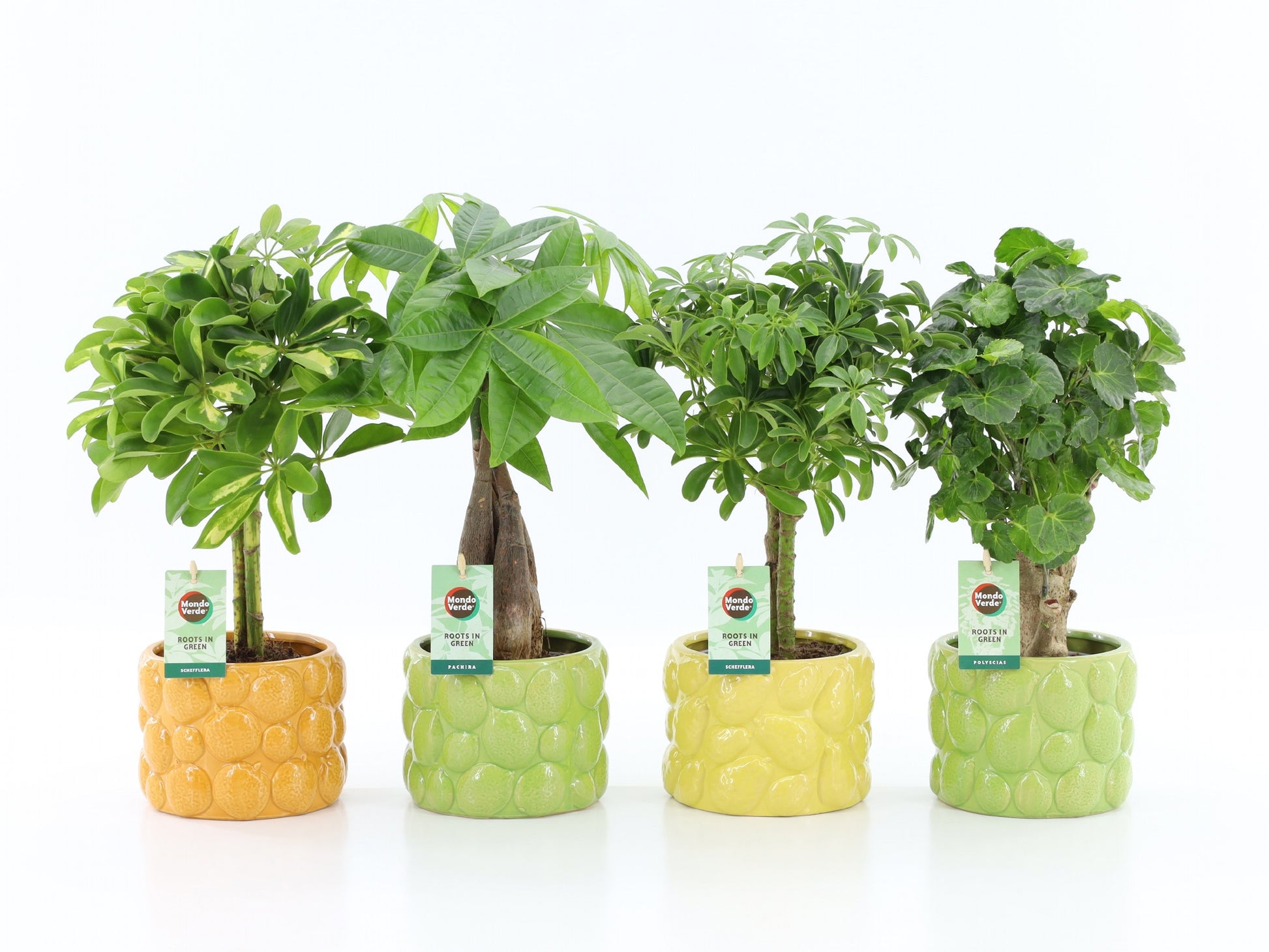 Foliage houseplants mix 45cm 15cm Pot