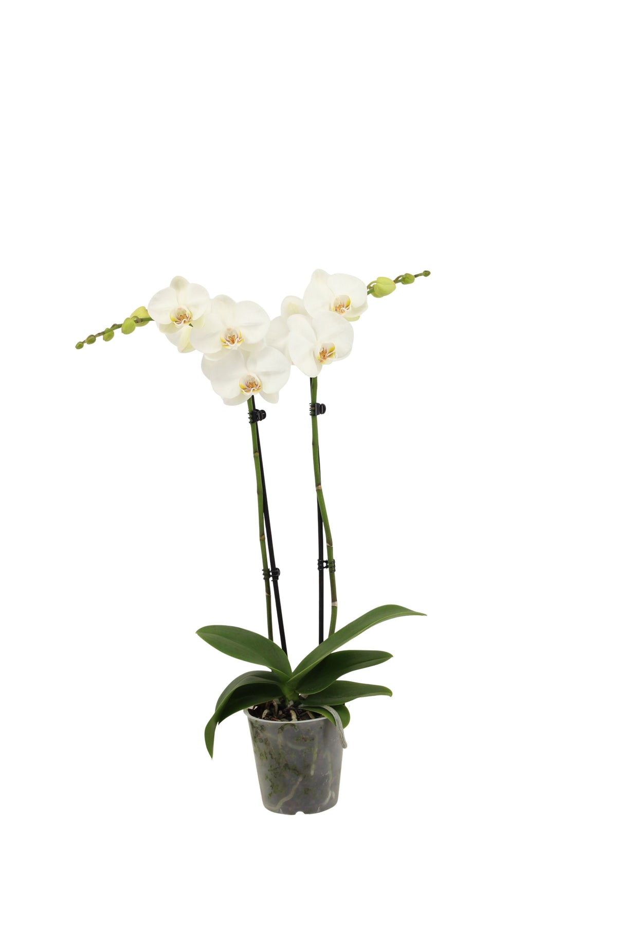 Phalaenopsis white 55cm 12cm Pot