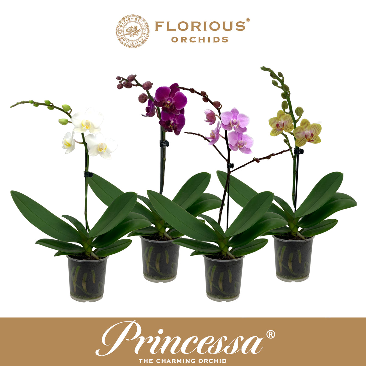 Phalaenopsis mix 40cm 9cm Pot
