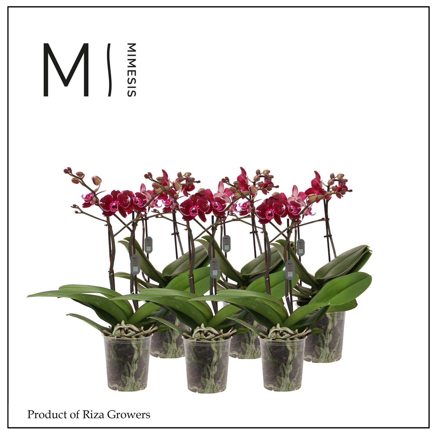 Phalaenopsis red 50cm 12cm Pot