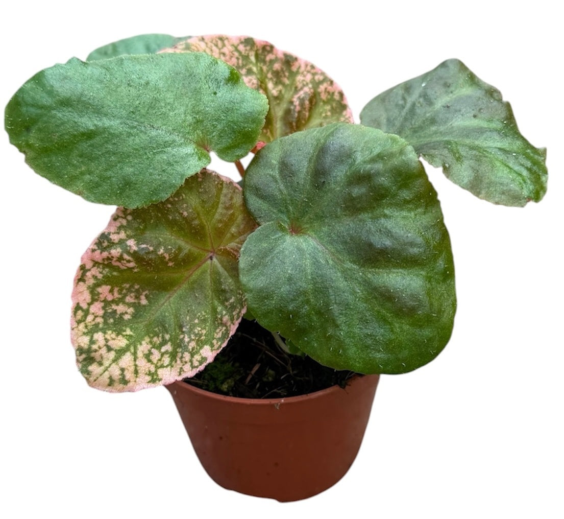 Begonia Cottage Bright Red 12cm 8cm Pot