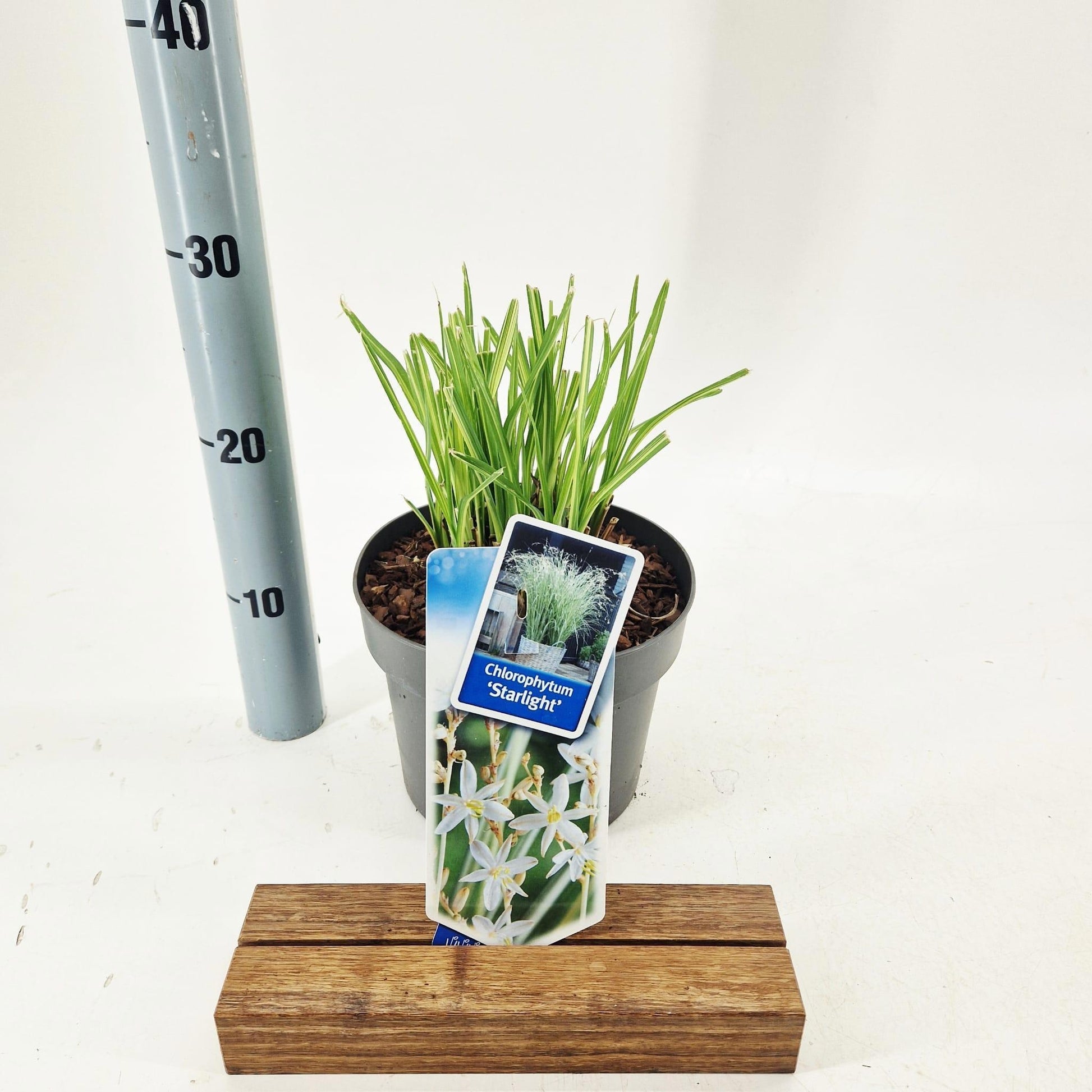 Chlorophytum sau. Starlight 70cm 19cm Pot