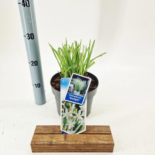 Chlorophytum sau. Starlight 70cm 19cm Pot