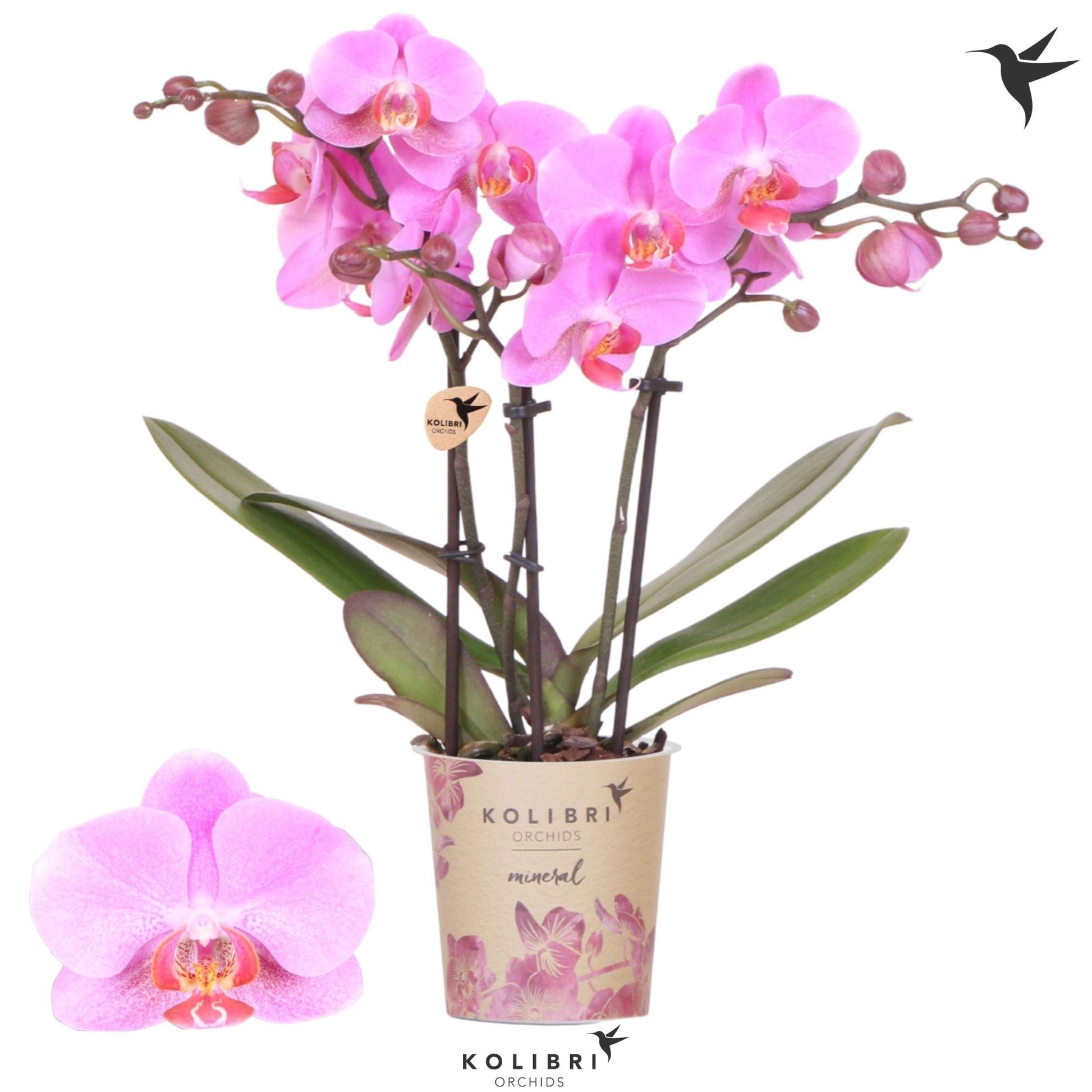Phalaenopsis Fredrikstad 40cm 9cm Pot