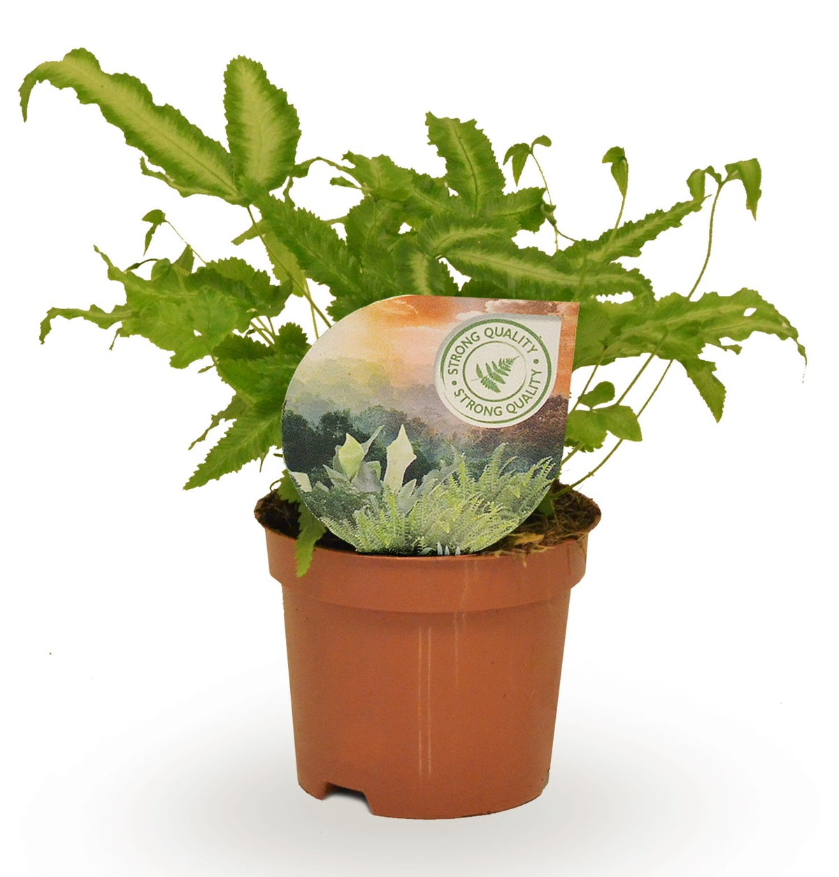 Raadschelders Varens Pteris Albolineata Pack of 18