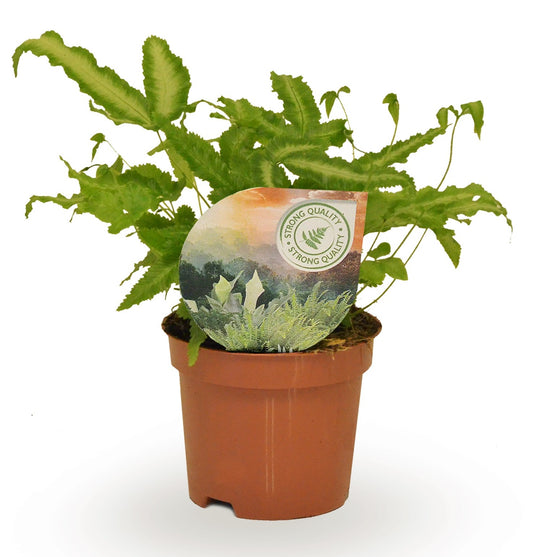 Raadschelders Varens Pteris Albolineata Pack of 18