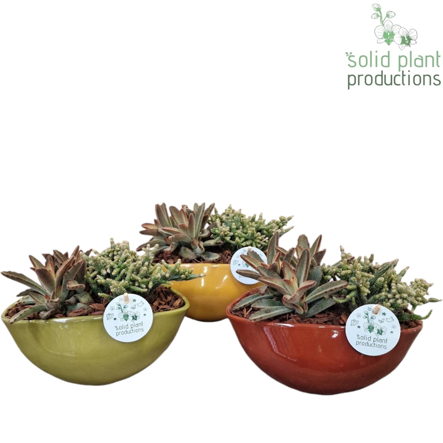 JT012 Evelyn Crassula Rhipsalis Mix 18cm 22cm Pot