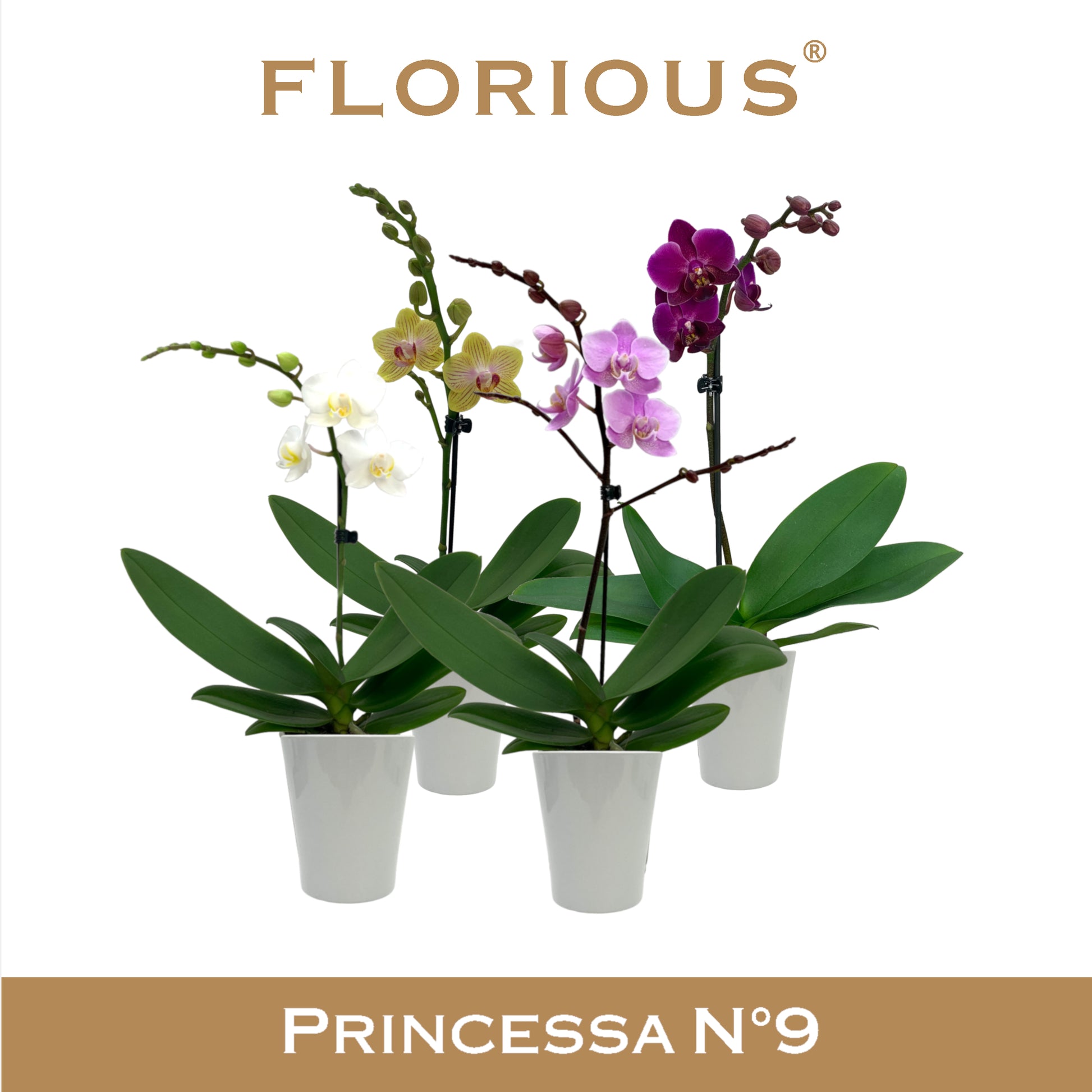 Florious Orchids Phalaenopsis mix Pack of 6