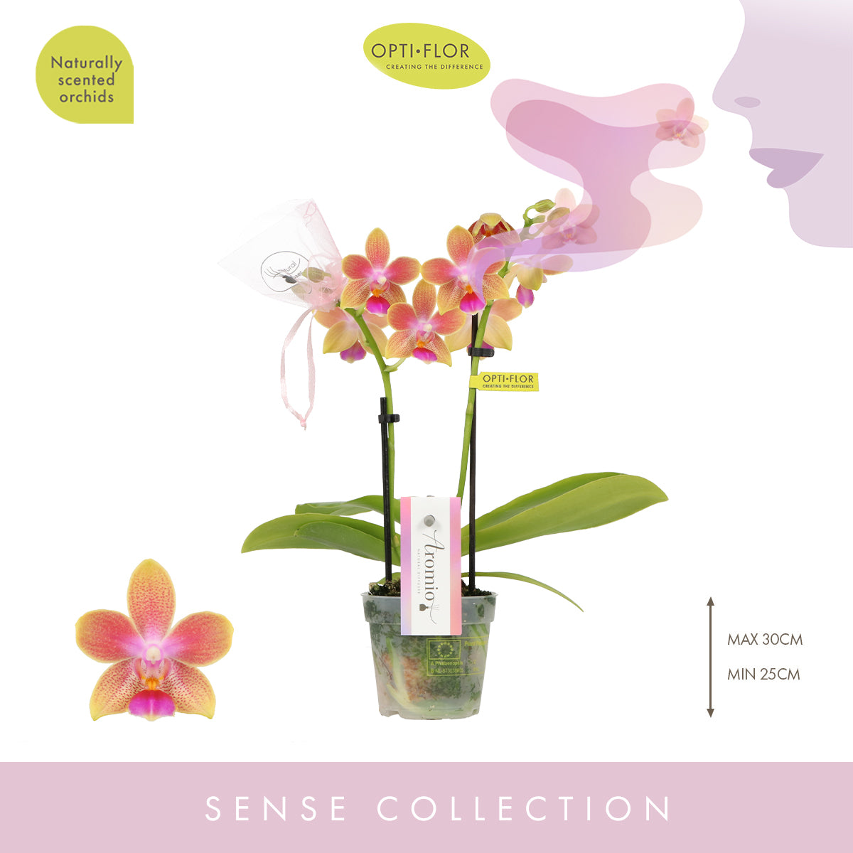 Opti-Flor Phalaenopsis mf. Aromio Spring Pack of 8