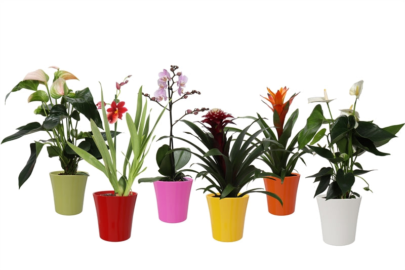 Houseplants mix flowering 40cm 12cm Pot
