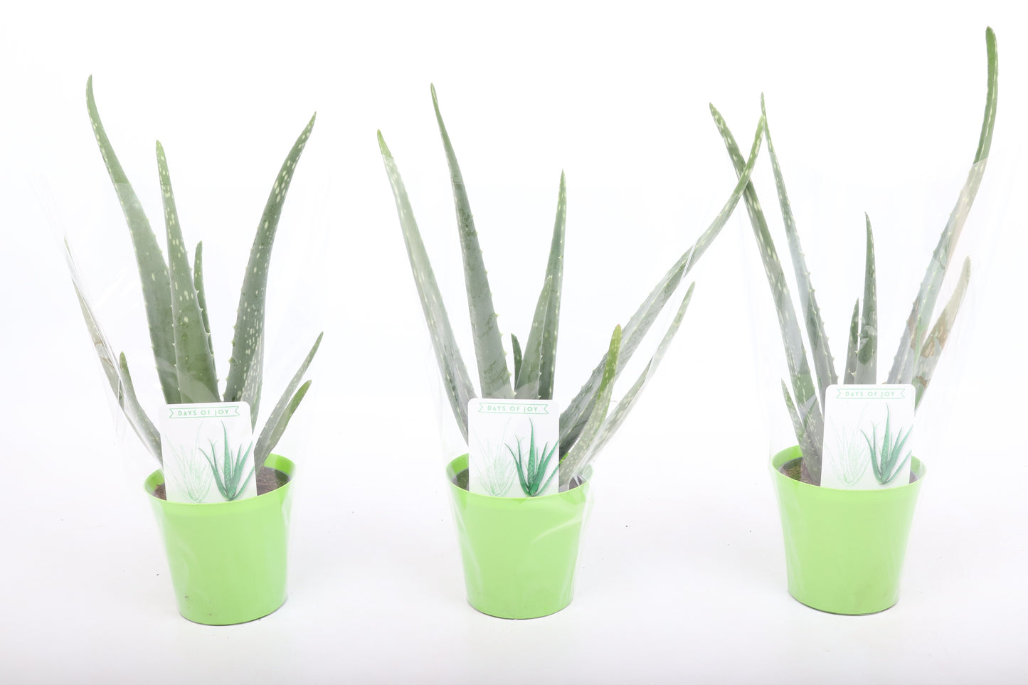 Valk BV Patioplant Aloe vera Pack of 10