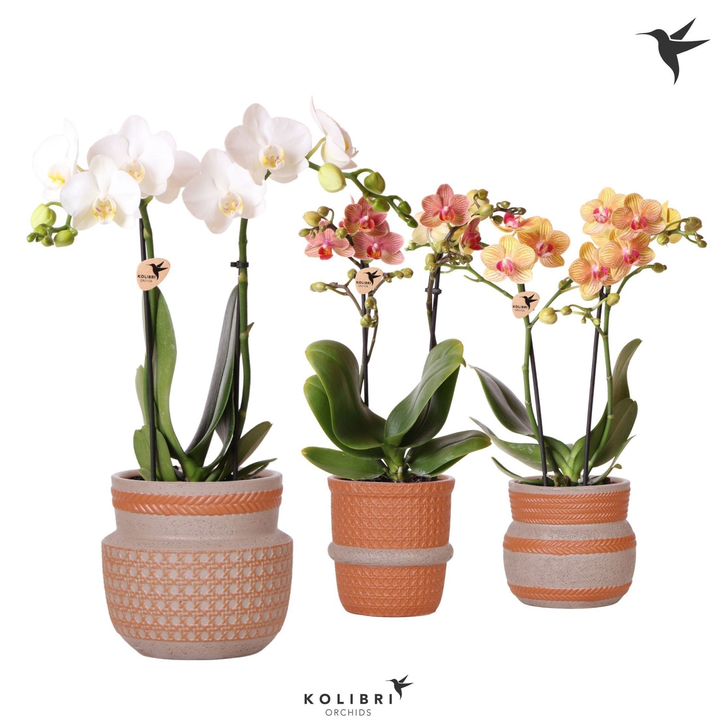 OK Plant Kolibri Orchids Phalaenopsis mix 2 spike in Ethnic terracotta Pack of 6