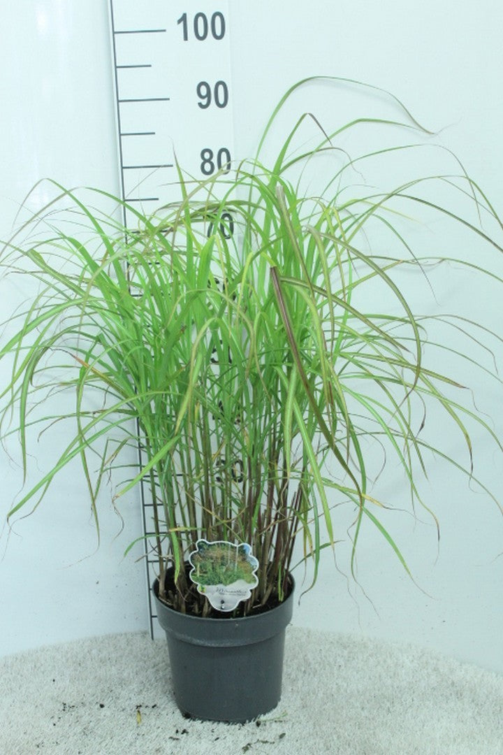 Miscanthus sin. Grosse Fontaene 80cm 23cm Pot