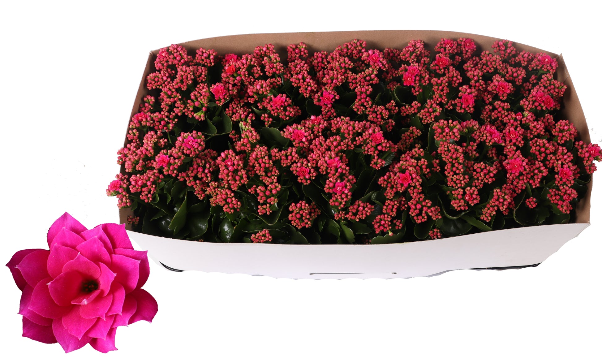 Kalanchoe Rosalina Don Victorio 27cm 12cm Pot