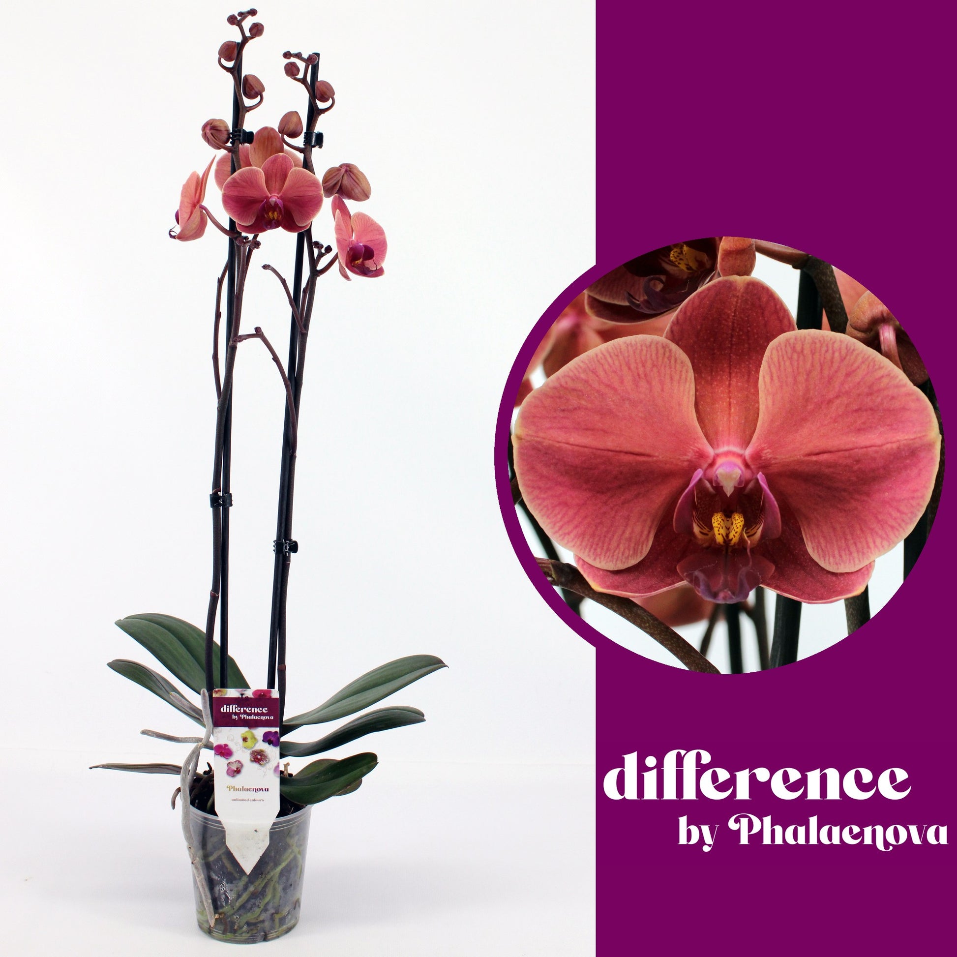 Phalaenova Phalaenopsis orange Pack of 10