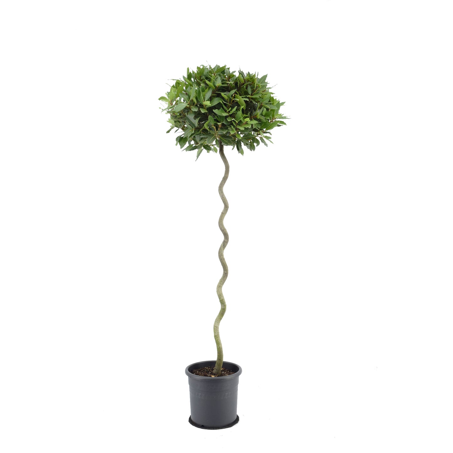 Laurus nobilis 160cm 25cm Pot