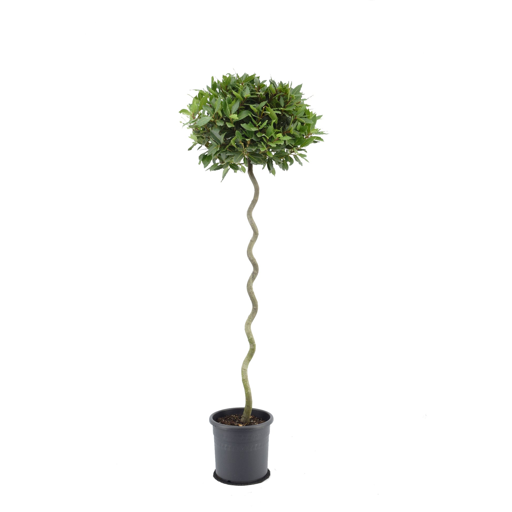Laurus nobilis 160cm 25cm Pot