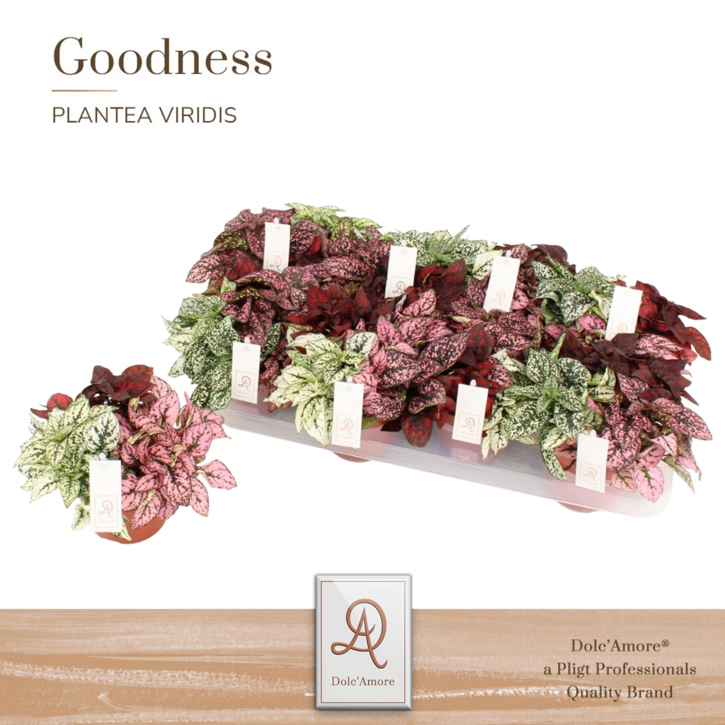 Hypoestes mix 14cm 12cm Pot
