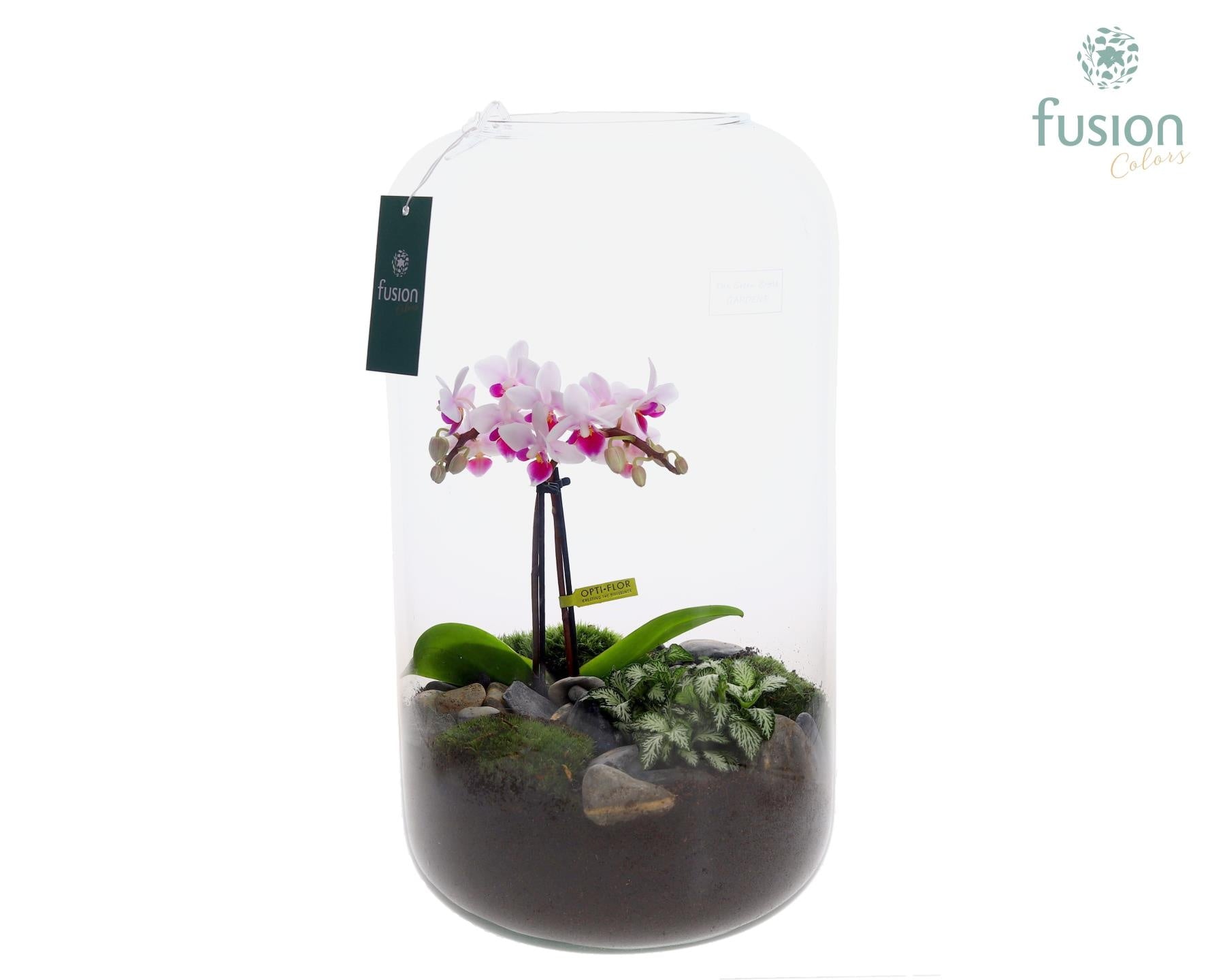 Green Bottle Isabella XXLarge met Phalaenopsis arrangement 24 uur levertijd 43cm 23cm Pot