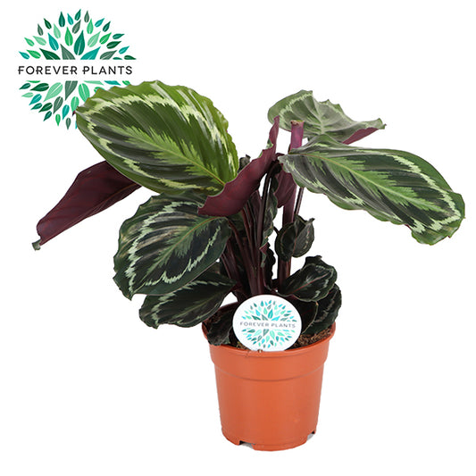 Calathea Medallion 50cm 17cm Pot