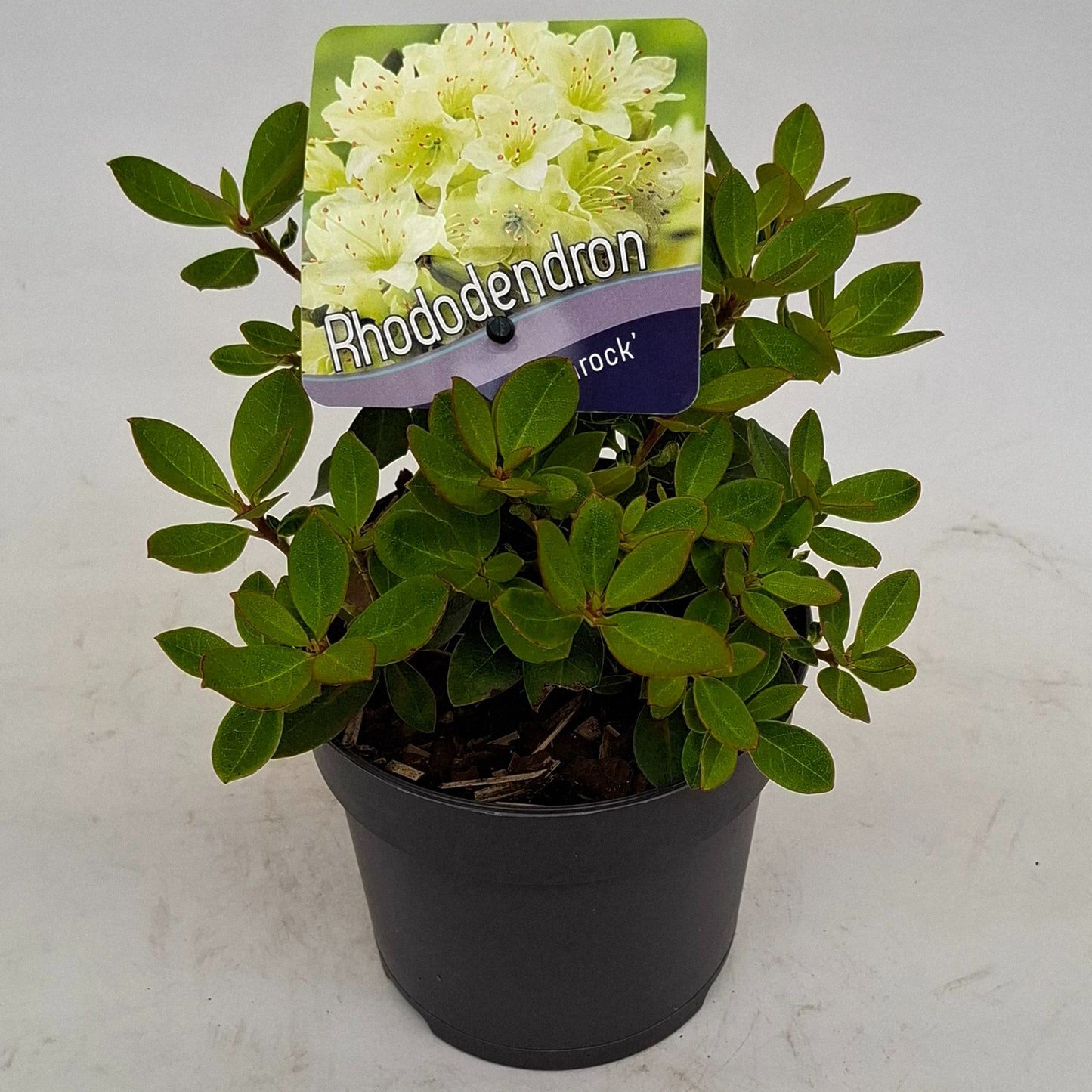 Rhododendron Shamrock 15cm 13cm Pot