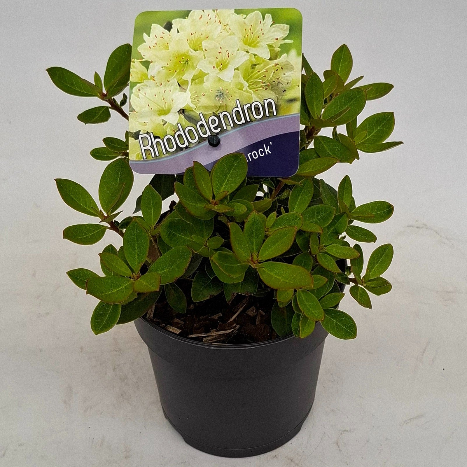 Rhododendron Shamrock 15cm 13cm Pot
