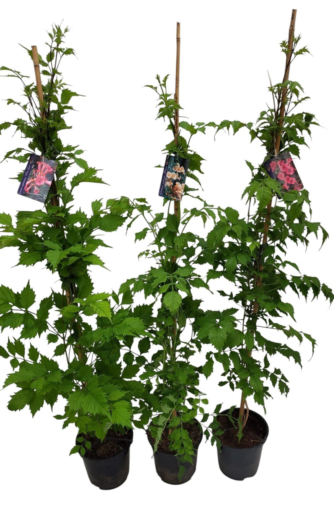 Campsis mix 120cm 17cm Pot