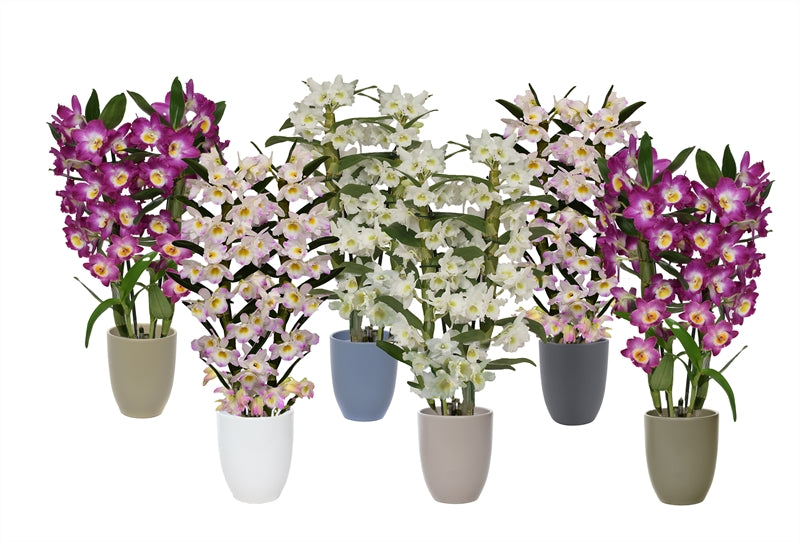 Dendrobium nob. Star Class 50cm 12cm Pot